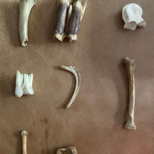 Bone Reading service at Conjure Work