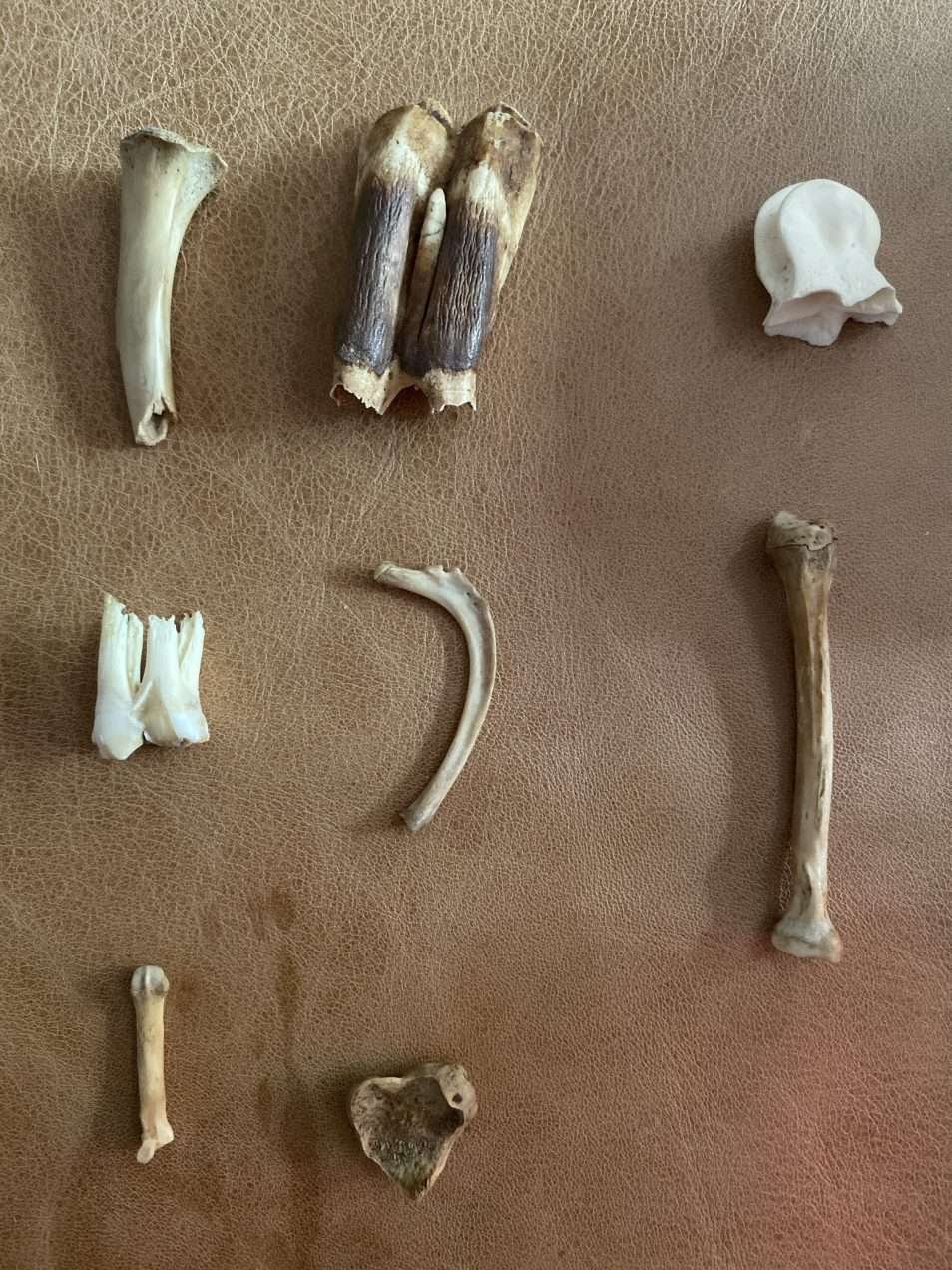 Bone Reading service at Conjure Work