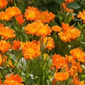 Calendula Flowers - Marigold - Calendula officinalis