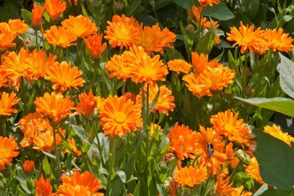 Calendula Flowers - Marigold - Calendula officinalis