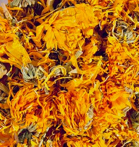 Calendula - Marigold - Calendula officinalis
